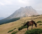 DSC_0045 Konj na Stavni, iza Kom Vasojevicki.jpg